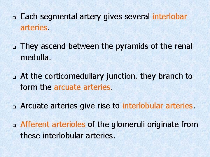 q q q Each segmental artery gives several interlobar arteries. They ascend between the