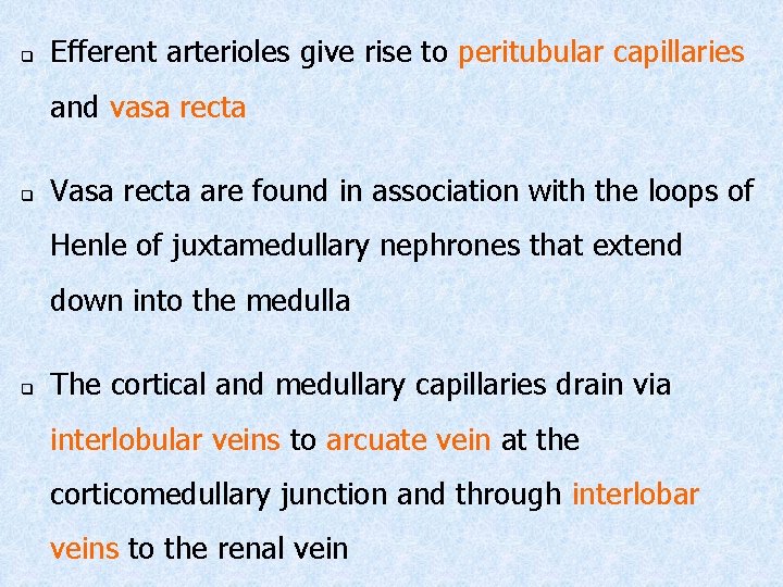 q Efferent arterioles give rise to peritubular capillaries and vasa recta q Vasa recta