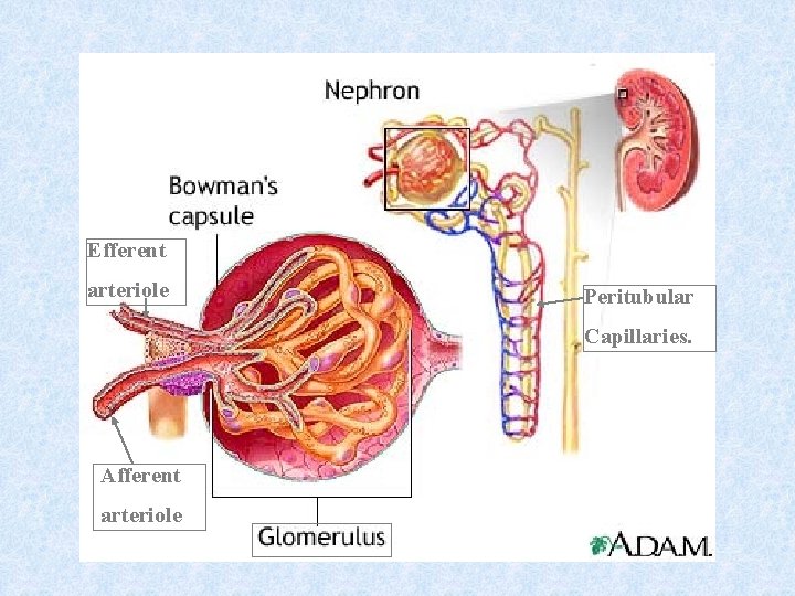 Efferent arteriole Peritubular Capillaries. Afferent arteriole 