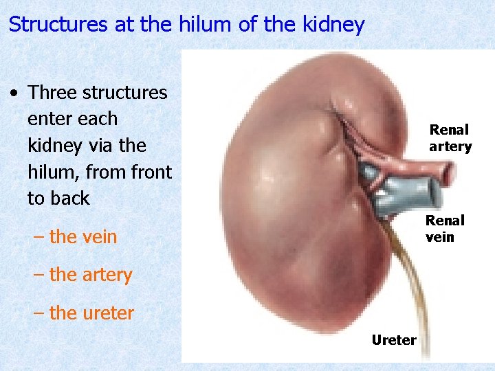 Structures at the hilum of the kidney • Three structures enter each kidney via