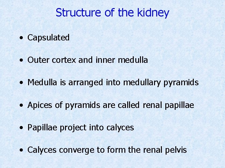 Structure of the kidney • Capsulated • Outer cortex and inner medulla • Medulla