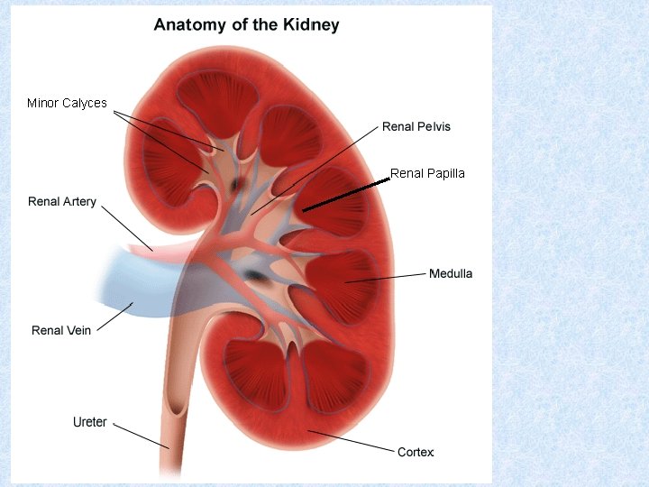 Minor Calyces Renal Papilla 