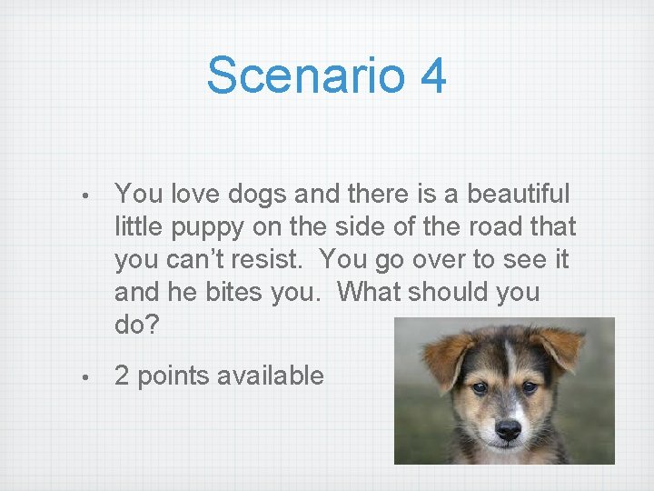 Scenario 4 • You love dogs and there is a beautiful little puppy on