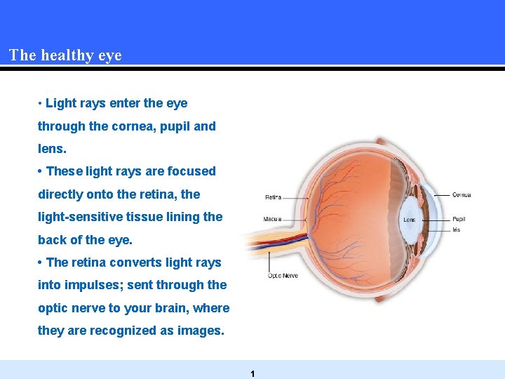 The healthy eye • Light rays enter the eye through the cornea, pupil and The healthy eye • Light rays enter the eye through the cornea, pupil and