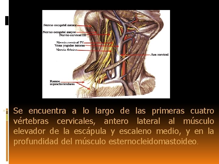  • Se encuentra a lo largo de las primeras cuatro vértebras cervicales, antero