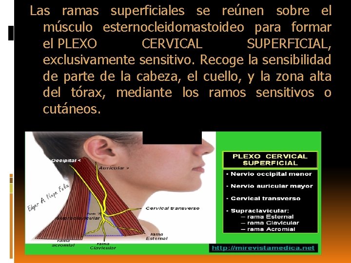 Las ramas superficiales se reúnen sobre el músculo esternocleidomastoideo para formar el PLEXO CERVICAL