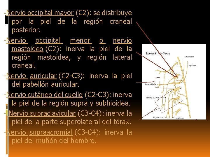 -Nervio occipital mayor (C 2): se distribuye por la piel de la región craneal