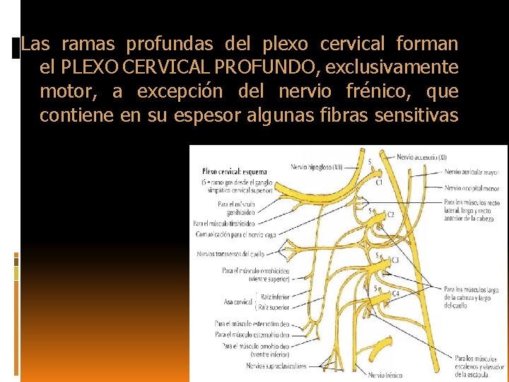 Las ramas profundas del plexo cervical forman el PLEXO CERVICAL PROFUNDO, exclusivamente motor, a