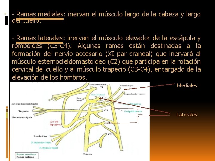  - Ramas mediales: inervan el músculo largo de la cabeza y largo del