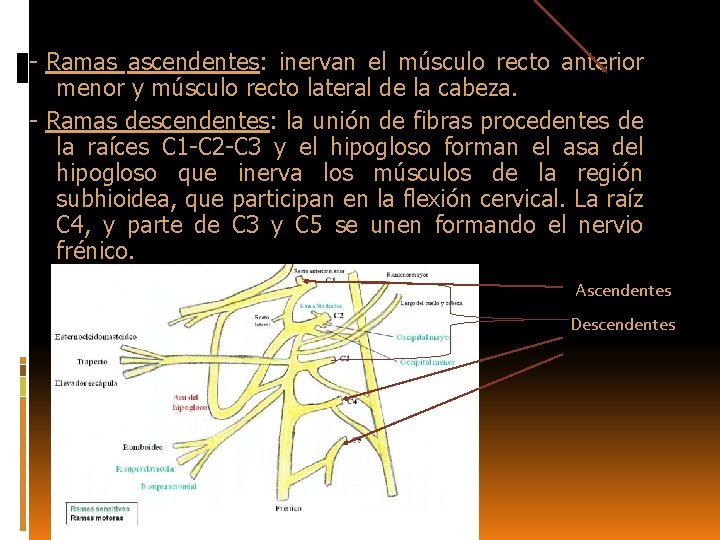 - Ramas ascendentes: inervan el músculo recto anterior menor y músculo recto lateral de