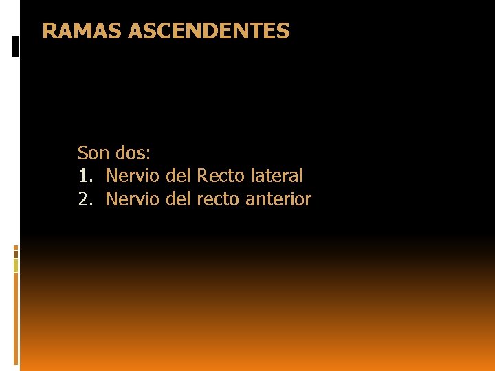 RAMAS ASCENDENTES Son dos: 1. Nervio del Recto lateral 2. Nervio del recto anterior