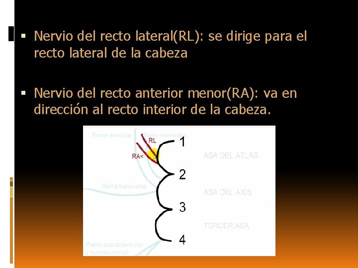  Nervio del recto lateral(RL): se dirige para el recto lateral de la cabeza