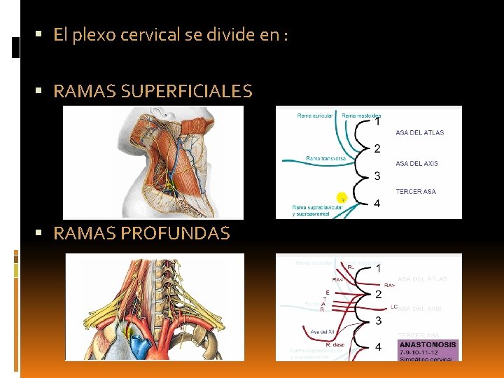  El plexo cervical se divide en : RAMAS SUPERFICIALES RAMAS PROFUNDAS 