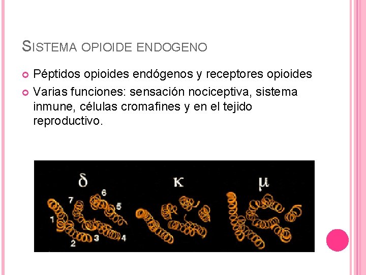 SISTEMA OPIOIDE ENDOGENO Péptidos opioides endógenos y receptores opioides Varias funciones: sensación nociceptiva, sistema SISTEMA OPIOIDE ENDOGENO Péptidos opioides endógenos y receptores opioides Varias funciones: sensación nociceptiva, sistema