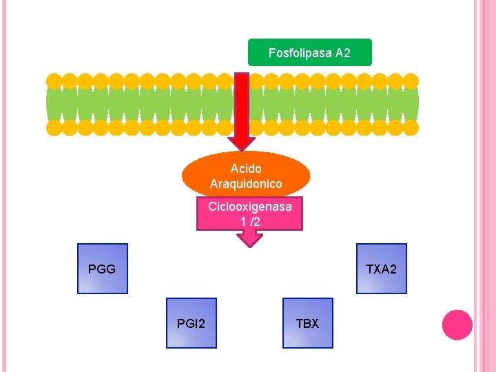 Fosfolipasa A 2 Acido Araquidonico Ciclooxigenasa 1 /2 PGG TXA 2 PGI 2 TBX Fosfolipasa A 2 Acido Araquidonico Ciclooxigenasa 1 /2 PGG TXA 2 PGI 2 TBX