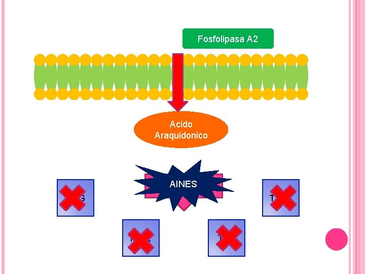 Fosfolipasa A 2 Acido Araquidonico Ciclooxigenasa AINES 1 /2 PGG PGI 2 TXA 2 Fosfolipasa A 2 Acido Araquidonico Ciclooxigenasa AINES 1 /2 PGG PGI 2 TXA 2