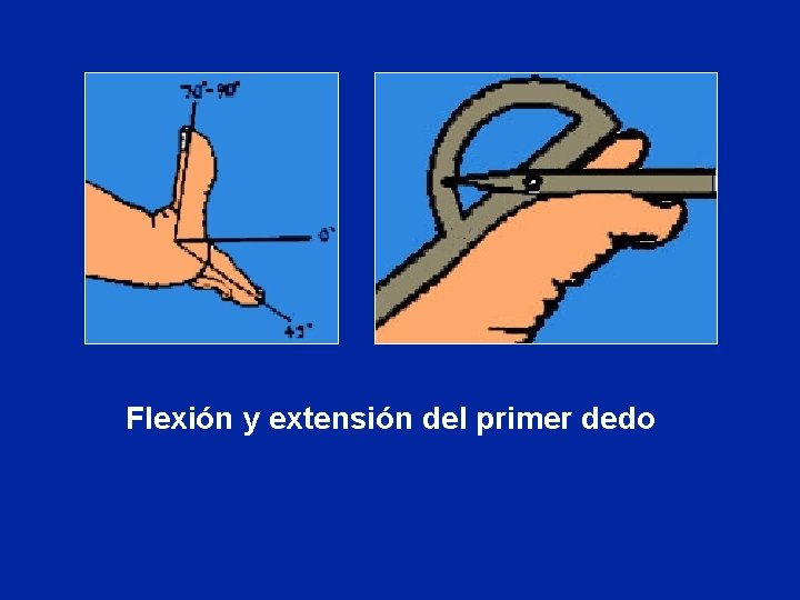 Flexión y extensión del primer dedo 