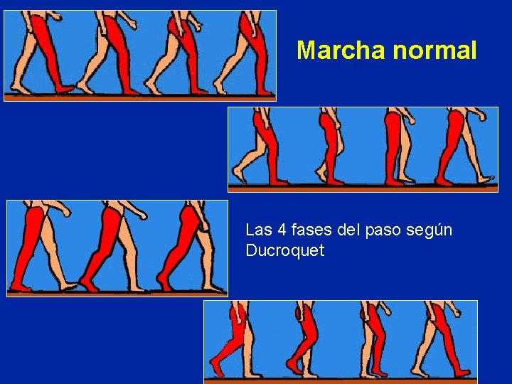 Marcha normal Las 4 fases del paso según Ducroquet 