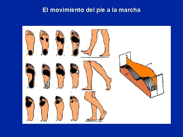 El movimiento del pie a la marcha 