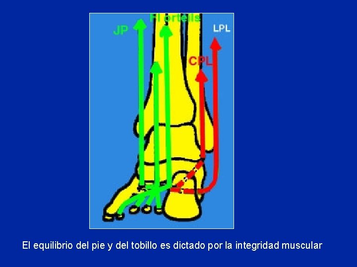 El equilibrio del pie y del tobillo es dictado por la integridad muscular 