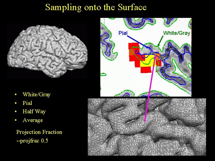 Sampling onto the Surface Pial • • White/Gray Pial Half Way Average Projection Fraction