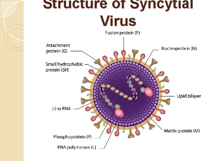Syncitia Viral Diseases Prof Dr Ananda Kumar Saha Dept