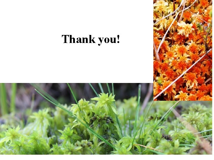 Thank you! 