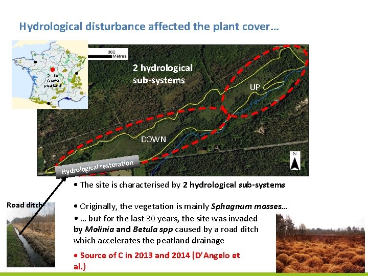 Hydrological disturbance affected the plant cover… 2 hydrological sub-systems 2: La Guette peatland UP