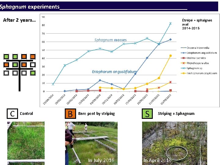 Sphagnum experiments_____________________ After 2 years… Sphagnum mosses Eriophorum angustifolium C Control B Bare peat