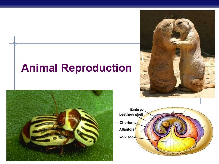 Animal Reproduction AP Biology 2005 -2006 