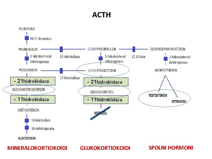 ACTH - 21 hidrokislaza - 11 hidrokislaza MINERALOKORTIOKOIDI GLUKOKORTIOKOIDI SPOLNI HORMONI 