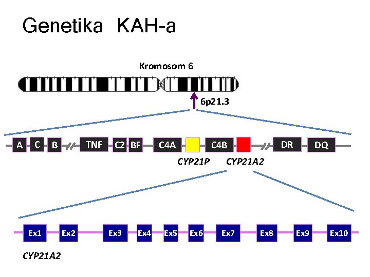 Genetika KAH-a Kromosom 6 6 p 21. 3 A C TNF B C 2