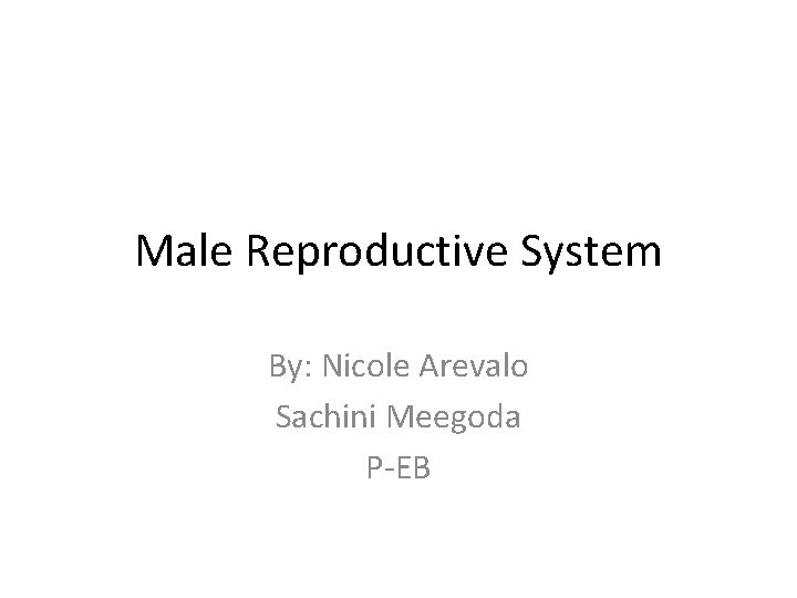 Male Reproductive System By: Nicole Arevalo Sachini Meegoda P-EB 