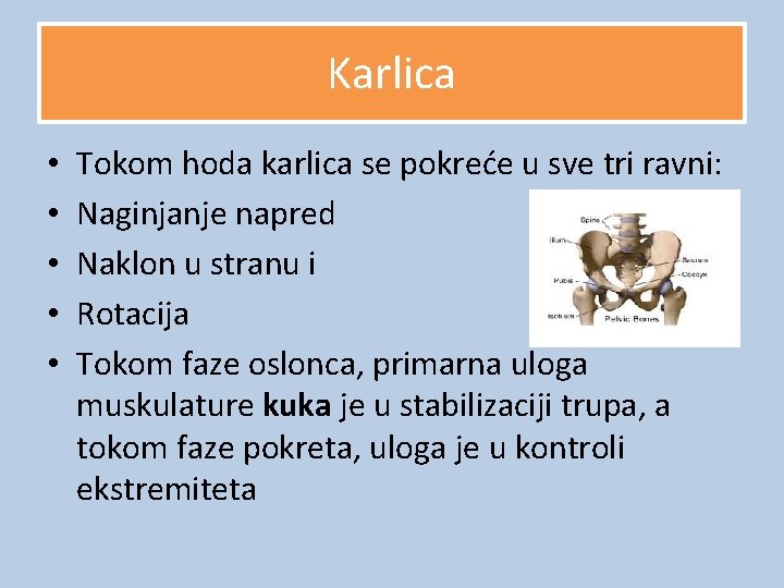 Karlica • • • Tokom hoda karlica se pokreće u sve tri ravni: Naginjanje