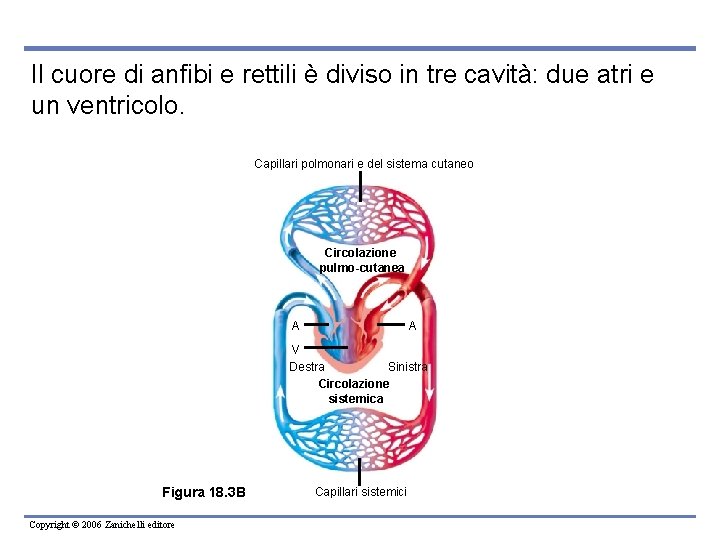 Il cuore di anfibi e rettili è diviso in tre cavità: due atri e