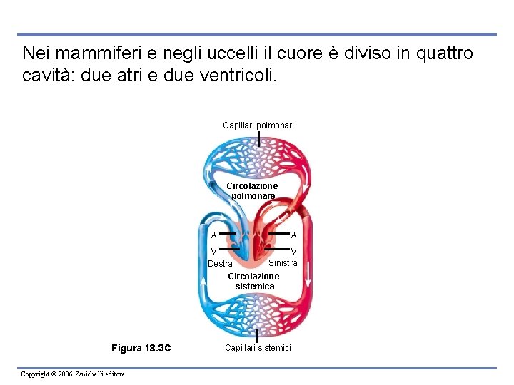 Nei mammiferi e negli uccelli il cuore è diviso in quattro cavità: due atri