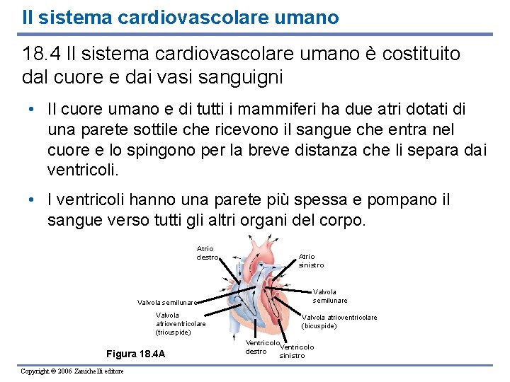 Il sistema cardiovascolare umano 18. 4 Il sistema cardiovascolare umano è costituito dal cuore