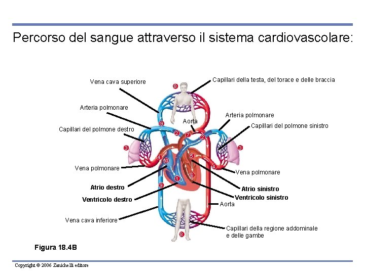 Percorso del sangue attraverso il sistema cardiovascolare: Capillari della testa, del torace e delle