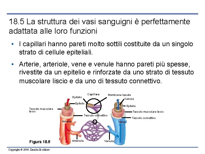18. 5 La struttura dei vasi sanguigni è perfettamente adattata alle loro funzioni •