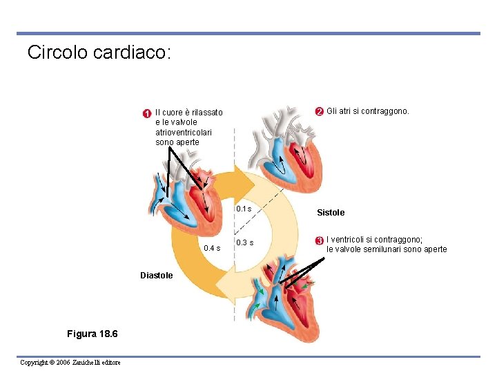 Circolo cardiaco: 2 Gli atri si contraggono. 1 Il cuore è rilassato e le