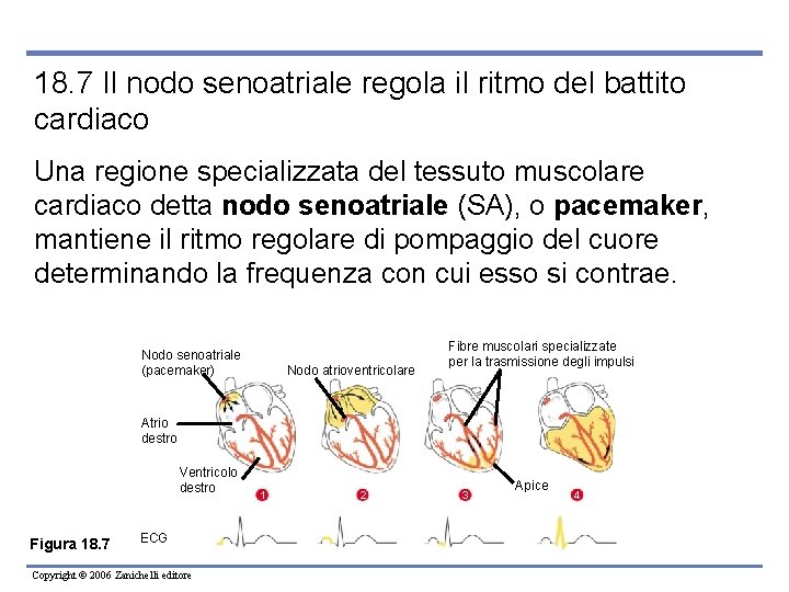 18. 7 Il nodo senoatriale regola il ritmo del battito cardiaco Una regione specializzata