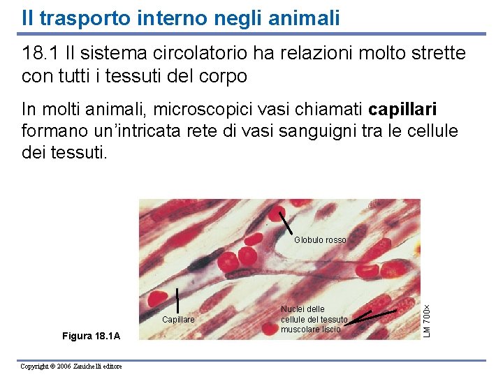 Il trasporto interno negli animali 18. 1 Il sistema circolatorio ha relazioni molto strette