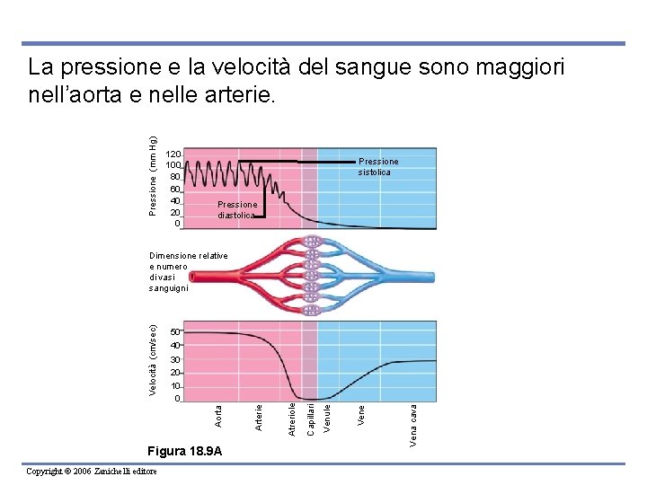 Pressione (mm Hg) La pressione e la velocità del sangue sono maggiori nell’aorta e