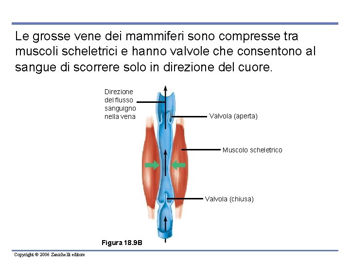 Le grosse vene dei mammiferi sono compresse tra muscoli scheletrici e hanno valvole che