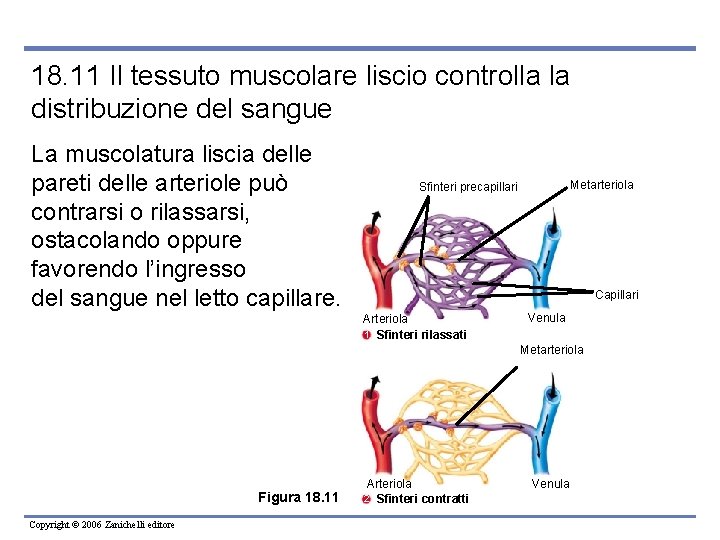 18. 11 Il tessuto muscolare liscio controlla la distribuzione del sangue La muscolatura liscia