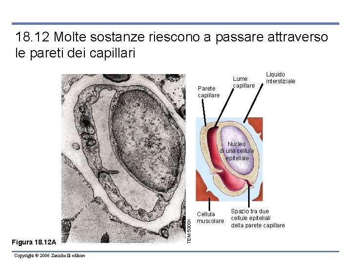 18. 12 Molte sostanze riescono a passare attraverso le pareti dei capillari Parete capillare