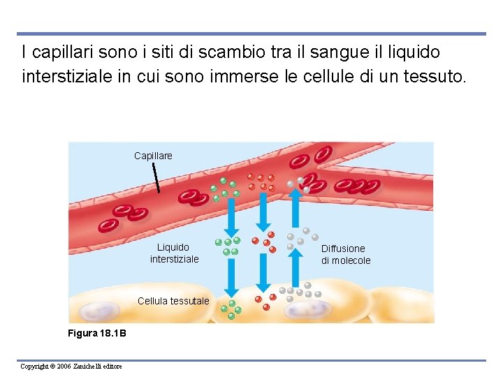 I capillari sono i siti di scambio tra il sangue il liquido interstiziale in