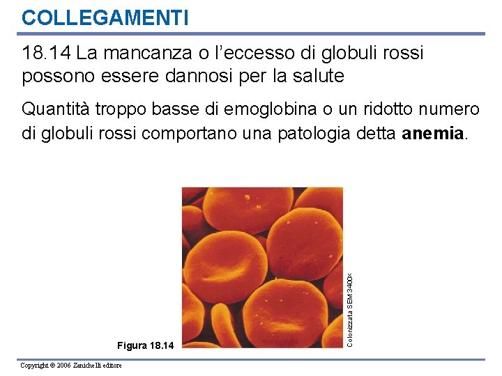 COLLEGAMENTI 18. 14 La mancanza o l’eccesso di globuli rossi possono essere dannosi per