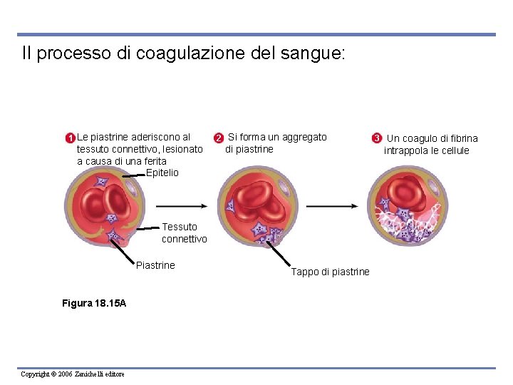 Il processo di coagulazione del sangue: 1 Le piastrine aderiscono al tessuto connettivo, lesionato