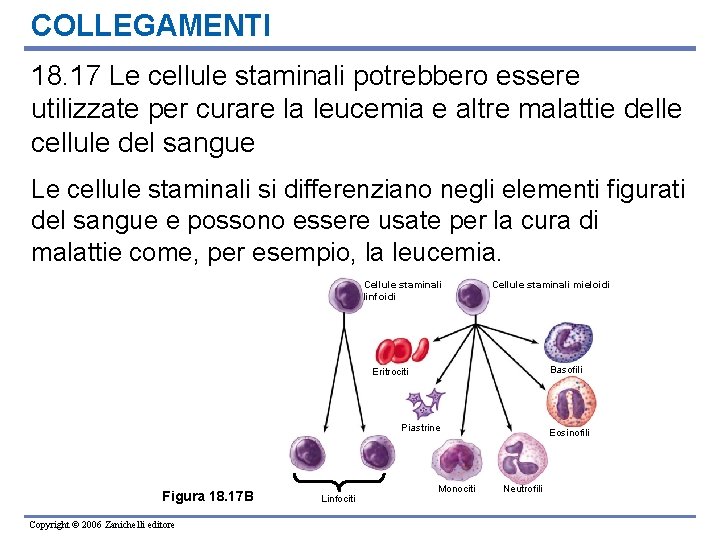 COLLEGAMENTI 18. 17 Le cellule staminali potrebbero essere utilizzate per curare la leucemia e